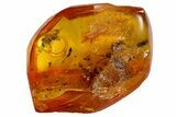 Detailed Fossil Wasp (Hymenoptera) In Baltic Amber #87233-2